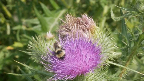 Big bumble bee gathering pollen hd. Stock Footage 96370759