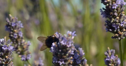 Big bumble bee hops between branches as it feeds Stock Footage 113146702