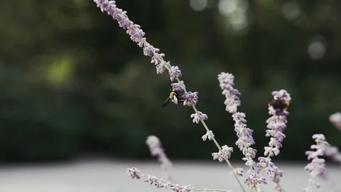 A Big bumble bee pollinating a purple lavender plant. Stock-Footage 247849136