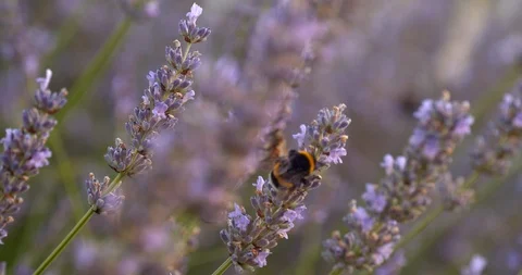 Big bumble bee search for pollen on lavender in slow motion Stock Footage 113146301