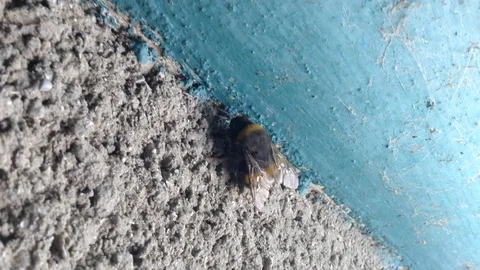 Big Bumblebee in The Blue and Grey Corner Stock Footage 89325280