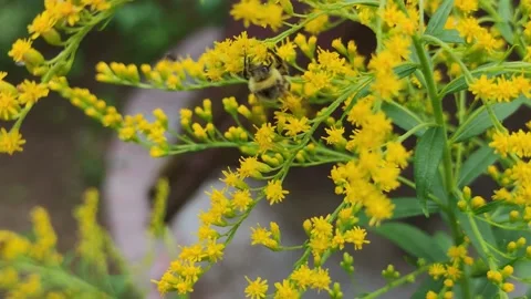 Big bumblebee collects nectar. Stock Footage 164304115