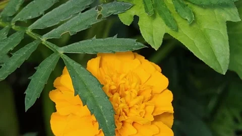 Big bumblebee collects nectar. Stock Footage 166913540