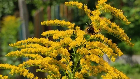 Big bumblebee collects nectar. Stock Footage 166913568