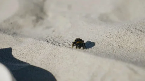 A big bumblebee crawls on the sand on the beach on a sunny day Stock Footage 253217279