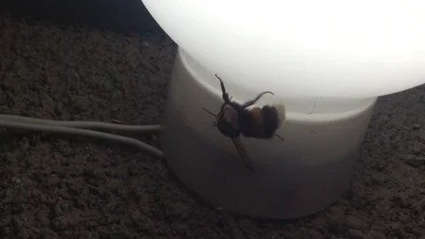 Big Bumblebee creeps on The White Light Lamp Stock Footage 89325285