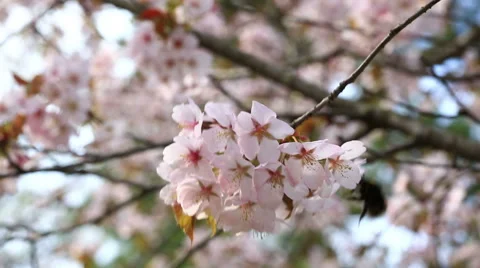 Big bumblebee flies round a branch with flowers of an Oriental cherry sakura Stock Footage 49920992