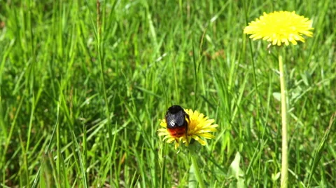 Big bumblebee on a flower 스톡 동영상 50325713