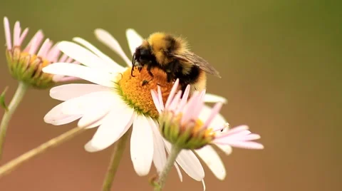 Big bumblebee on a flower in summer Vídeo Stock 67435396