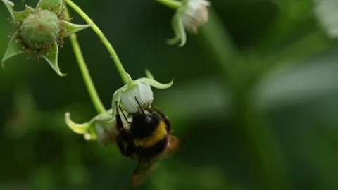 Big bumblebee flying to small raspberry flower Vídeo Stock 205942682