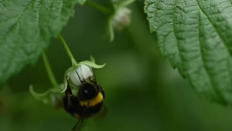 Big bumblebee flying to small raspberry flower Vídeos de archivo 207424330
