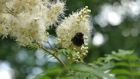 Big bumblebee Video stock 117334151