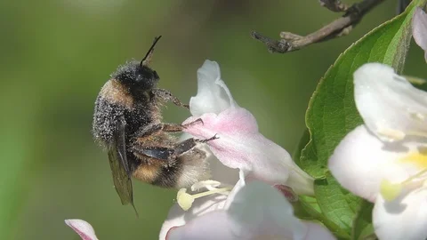 Big Bumblebee with Pollen Stock Footage 128319500