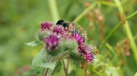 Big bumblebee pollinates flowers of burdock Stock Footage 53052205