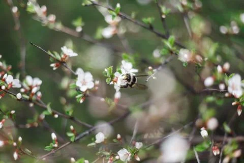 A big bumblebee pollinates the flowers of a tree in spring Foto stock