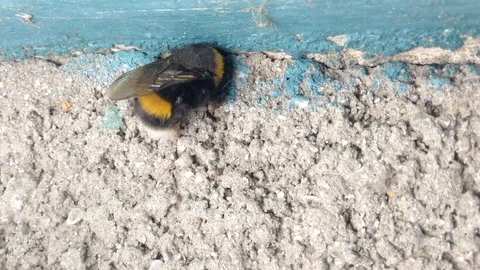 Big Bumblebee Sleep on The Grey and Blue Wall Close Up Stock Footage 89325306