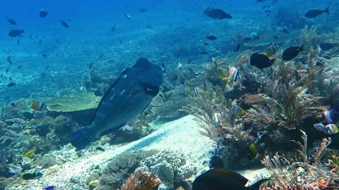 A big Bump head parrot fish getting cleaned above a coral reef Stock Footage 153651313