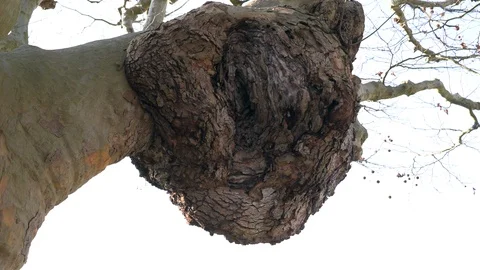 Big bump on the side of a tree trunk Stock Footage 123229245