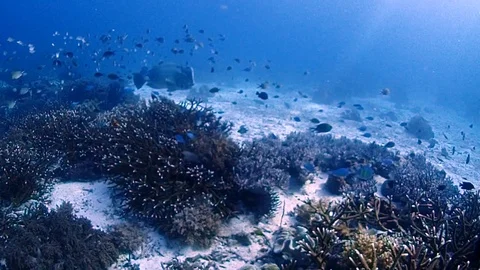 A big bumphead parrot fish is cleaning on a shallow reef with many small Video stock 100345659
