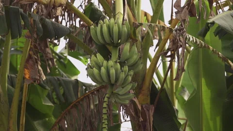 https://images.pond5.com/big-bunch-banana-fruit-hanging-footage-256885478_iconl.jpeg