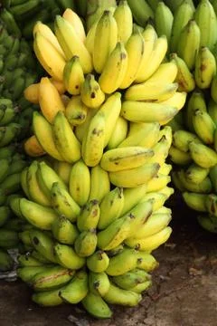 Big bunch of bananas Stock Photos