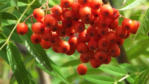 A big bunch of beautiful and orange mountain ash Stock Footage 210811599