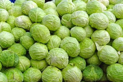 Big bunch of cabbage Stock Photos