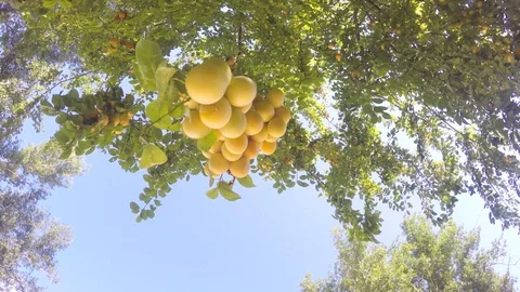 A big bunch of cherry plum ripens on a tree like a grape 動画素材 89615213