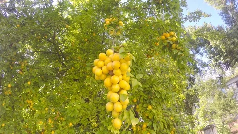 A big bunch of cherry plum ripens on a tree like a grape 스톡 동영상 89617385