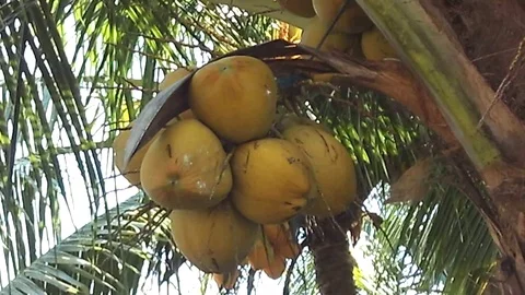 Big bunch of yellow coconut on the tree Video stock 120673329