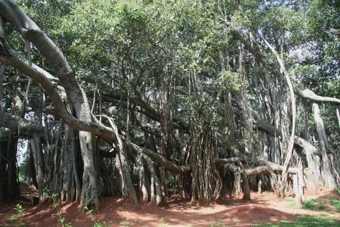 Big Bunyan Tree Stock Photos