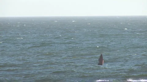 Big Buoy Floating in Pacific Ocean off California Coast Stock Footage 4280432
