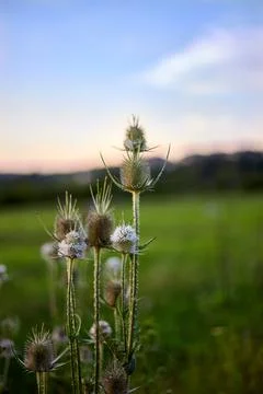 Big Burdock in the field Stock Photos