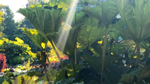 Big Burdock Leaves Stock Footage 156360934