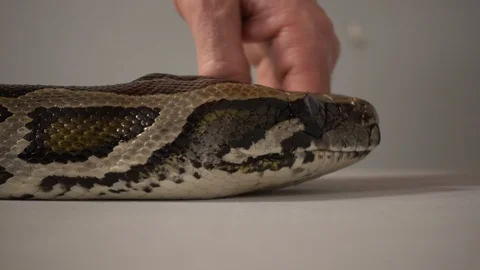 Big Burmese Python Snake With Sticking Out Tongue With Mans Hand Stock Footage 88901153