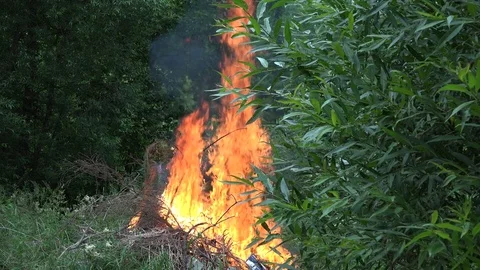 Big burning fire flames between forest trees in summer. 4K Stock Footage 83560244