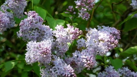 Big bush of the blossoming  lilac in the spring Stock Footage 50905074