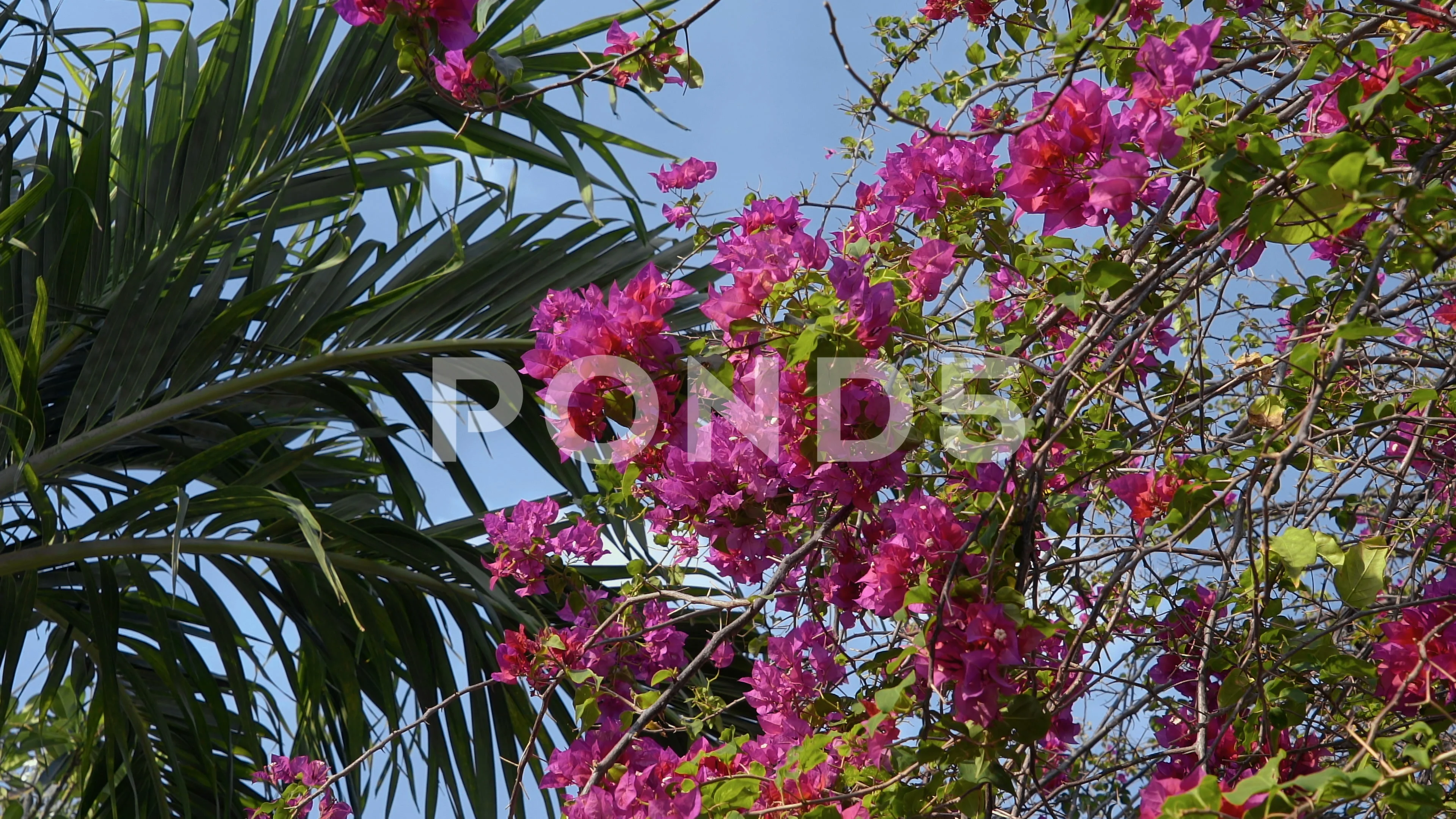 Big bush of bougainvillea magenta flower... | Stock Video | Pond5