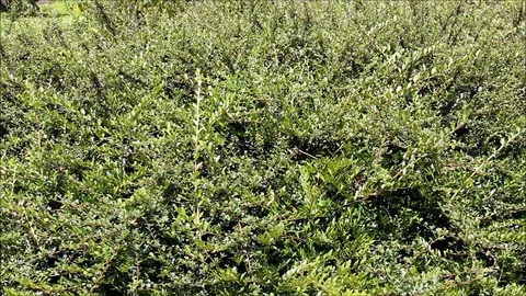 A big bush of Cotoneaster microphyllus wall Stock Footage 77861587