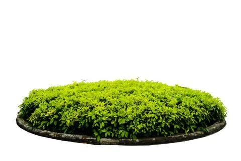The big bush Stock Photos