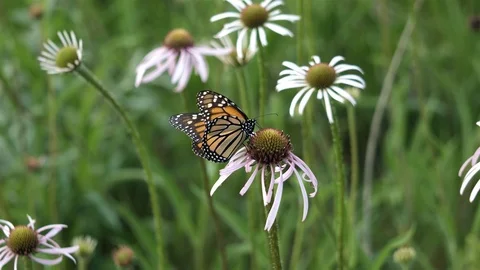 Big butterfly gets nectar then takes off. Video stock 123445075
