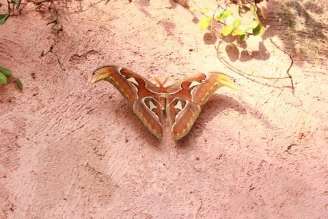 Big butterfly Foto stock