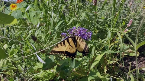 Big butterfly takes off after getting nectar from flower. Video stock 123446367