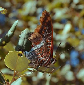 A big bytterfly Stock Photos