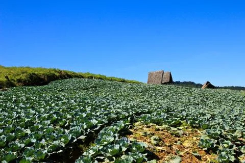 Big cabbage farm on the mountain. Stock Photos