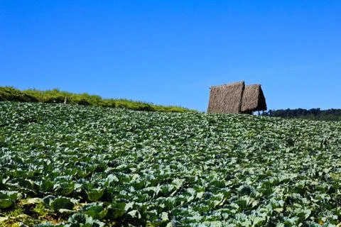 Big cabbage farm on the mountain. Stock Photos