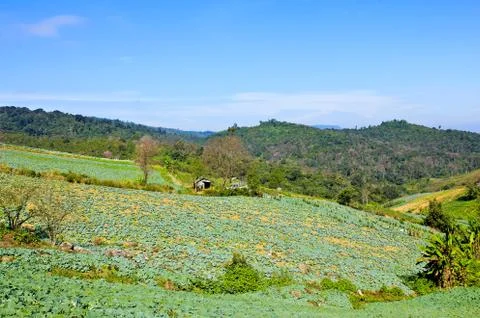 Big cabbage farm on the mountain. Stock Photos