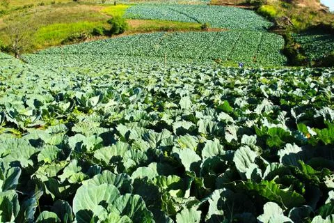 Big cabbage farm on the mountain. Stock Photos