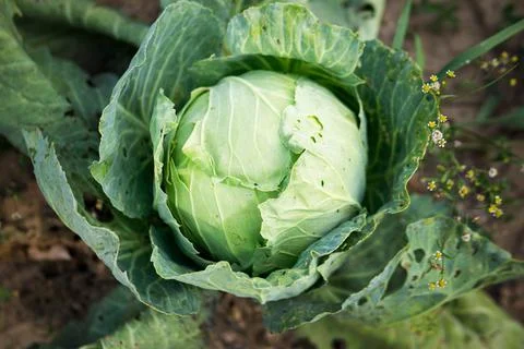 Big cabbage in the garden. Close-up. Cabbage petals Stock Photos