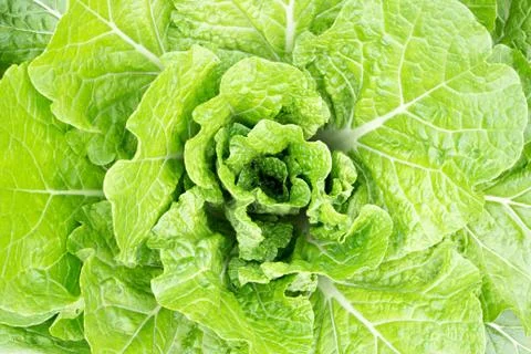 Big cabbage in the garden Stock Photos